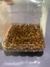 高夠力（HIKARI）日本櫻花飼料高夠力錦鯉魚(yú)飼料增體魚(yú)糧增艷不渾水魚(yú)食 5kg育成M中粒5mm（上浮料） 曬單實(shí)拍圖