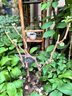 CHUANGSHIJI馬奶提子藍(lán)寶石葡萄樹苗巨峰南北方種植果樹苗爬藤盆地栽當(dāng)年結(jié)果 15年苗【結(jié)果爆滿】 80cm(含)-89cm(含) 曬單實(shí)拍圖
