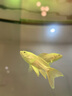 漢霸超白玻璃魚(yú)缸 生態(tài)底濾循環(huán)系統 魚(yú)缸客廳 家用智能懶人 水族箱 黑+黑 靠墻款1.8米長(cháng)x60cm寬x80cm+80cm高 曬單實(shí)拍圖