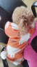 華元寵具（hoopet）狗狗衣服冬天保暖四腳羽絨服寵物小型犬比熊柯基棉服泰迪冬季衣服 【加厚加絨】四腳棉服 橘 M：背長29cm【建議5-7斤】 曬單實(shí)拍圖