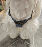 puppytie狗狗牽引繩狗繩子遛狗繩背心式泰迪寵物胸背帶名字可定制 牛仔藍(lán)-胸背帶 XS-超小型 建議4-10斤 曬單實(shí)拍圖