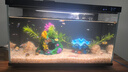 羅師傅孔雀魚食紅綠燈魚飼料蝦糧斗魚小型魚小粒魚糧幼魚開口飼料魚糧 孔雀魚燈魚專用糧 1瓶（75g/瓶） 曬單實(shí)拍圖