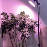 蒲戀全光譜LED仿太陽蔬菜草莓花卉育苗室內(nèi)多肉植物生長(zhǎng)燈植物補(bǔ)光燈 裸燈 36W白光魚缸水草暴藻專用 曬單實(shí)拍圖