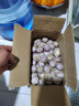 琦拉獨頭蒜大蒜頭 2024云南大理紫皮獨蒜 精品新鮮干蒜濕蒜農家自種 獨頭蒜-5斤-中果【2.5-3.0cm】 曬單實(shí)拍圖
