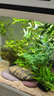 逸樂(lè )寵魚(yú)缸水草植物大坨草增氧陰性增氧淡水新手懶人水榕造景水培坨草 南美青竹大坨草 曬單實(shí)拍圖