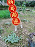迪士尼女童襪子春夏季薄款女童中高筒襪女孩寶寶過膝長筒襪荷葉邊公主襪 白+粉DSP3485（兩雙裝高筒襪） 5-7歲 （18-20cm） 曬單實拍圖