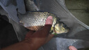 創(chuàng)威創(chuàng)威凌天2代小大綜合二代創(chuàng)釣魚竿維超輕硬碳素鯉魚竿鯽手桿臺(tái)釣 5.4m 凌天二代小綜合+竿稍 曬單實(shí)拍圖