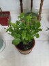 歐芽茉莉花重瓣花苗發(fā)貨室內花 花卉植物桌面綠植 茉莉10棵左右原土【豎紋陶瓷盆】 1 曬單實(shí)拍圖