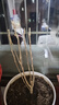 垂絲茉莉盆栽大棵年宵花耐寒客廳茉莉花卉陽(yáng)臺植物濃香室內四季開(kāi) *四色各一* 八年半苗*一顆*30天爆花 曬單實(shí)拍圖