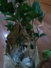 桂花苗 嫁接桂花樹(shù)苗盆栽花卉帶土球庭院陽(yáng)臺室內室外栽植耐寒植物當年開(kāi)花 金桂 2年苗 曬單實(shí)拍圖