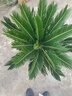 鐵樹(shù)樹(shù)苗盆栽公母庭院室外四季常青大型花卉室內植物好養綠植名貴 鐵樹(shù)球莖10-11一顆 不含盆 曬單實(shí)拍圖