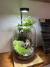生命之樹(shù)苔蘚微景觀(guān)桌面生態(tài)瓶免打理辦公室盆栽真植物耐養禮物 五指山（成品種好） 曬單實(shí)拍圖