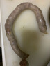 鮮羊官 內(nèi)蒙古呼倫貝爾散養(yǎng)羔羊肉腸500g草原特色美食新鮮羊肉羊腸包肉 羊肉腸 曬單實拍圖