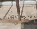 優(yōu)士10%殘殺威粉劑蒼蠅藥滅除蚊子藥室內(nèi)外養(yǎng)殖場(chǎng)專用噴霧殺蟲(chóng)劑 強(qiáng)效速殺5袋【適用1000㎡】 曬單實(shí)拍圖