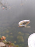 民間藝人蘆葦魚(yú)漂手工輕口高靈敏浮漂鯽鯉魚(yú)醒目加粗醒目黑坑浮標LW03-3 曬單實(shí)拍圖