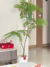 未歐仿真綠植藍花楹室內(nèi)盆栽大型仿生植物假樹輕奢客廳裝飾品落地擺件 輕奢款藍花楹+齒輪花盆 140cm 曬單實拍圖