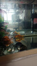 長(zhǎng)尾大紅草金魚鳳尾活魚冷水觀賞魚好養(yǎng)耐活淡水魚紅草魚短尾草金 8-10cm紅草金5條 曬單實(shí)拍圖