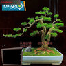 七抒黃楊樹(shù)皺皮雀舌黃楊樹(shù)苗小葉名貴黃楊盆景造型庭院陽(yáng)臺 小苗25高[2棵](看圖二) 曬單實(shí)拍圖