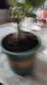 【夏季新品】稀有多頭沙漠玫瑰重瓣老樁濃香多肉綠植四季室內外 多色花    根直徑（2-4公分） 帶黑色育苗盆發(fā)貨 曬單實(shí)拍圖