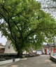 爛樹(shù)根劑大樹(shù)強(qiáng)力除樹(shù)爛根劑爛根王大樹(shù)藥大樹(shù)爛根藥爛大樹(shù)水溶肥 【特效劑、爛根專(zhuān)用】 50ml 1瓶 曬單實(shí)拍圖