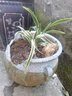 百鳥朝鳳花四季開花濃香型蘭花苗金邊矮種線藝當年開花室內(nèi)花卉 百鳥朝鳳 4苗連體 送藥肥 曬單實拍圖