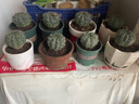 仙人球緋花玉開(kāi)花帶花苞仙人掌類(lèi)多肉綠植物桌面花卉小盆栽 黃美人直徑6-8厘米 不含盆 曬單實(shí)拍圖