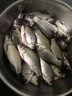 博菲特日本長(cháng)竿超硬19調16米打窩竿釣魚(yú)竿逗釣巨物長(cháng)節超長(cháng)炮竿遠距離 新款二代（14米+前兩節+竿包） 曬單實(shí)拍圖