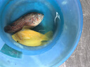 樂(lè )淘逸寵血紅鸚鵡魚(yú)活體發(fā)財魚(yú)財神魚(yú)大型熱帶觀(guān)賞魚(yú)淡水好養 10-11紅黃鸚鵡+黑白地圖共4條 曬單實(shí)拍圖