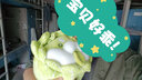 LittleCuCu蔬菜精靈菜狗娃娃抱枕睡覺(jué)玩偶白菜狗公仔毛絨玩具女友小孩禮物 經(jīng)典抱枕55厘米 帶防偽標，尺寸以吊牌為準 曬單實(shí)拍圖
