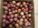 正宗四川脫骨李小脆紅半邊紅茵紅李當季新鮮水果五月脆李彩箱 大果帶箱5斤--保證新鮮 曬單實(shí)拍圖