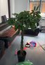 嘆為觀(guān)止大型植物發(fā)財樹(shù)各種大顆盆栽開(kāi)業(yè)喬遷客廳辦公室內好養大型花卉 辮子發(fā)財樹(shù)【1.2-1.4米】 含盆 曬單實(shí)拍圖