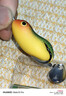 光威遠投迷你雷蛙改裝黑魚(yú)餌 打黑 雷蛙小號路亞黑魚(yú)餌路亞餌雷蛙假餌 迷你雷蛙單只(綠身紅頭色) 曬單實(shí)拍圖