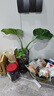 種花迷大葉滴水觀音綠植小葉千手觀音室內(nèi)水培四季常青懶人桌面植物盆栽 單顆一頭40—50厘米 不含盆 曬單實拍圖