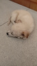 旺園興家養(yǎng)中華田園犬混血四眼狗小白狗小黑狗花色狗狗活體 混血級(jí) 柴犬混血 曬單實(shí)拍圖