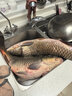 YNKOO加粗歪嘴綁好成品加固大巨物鱘草青魚(yú)雙鉤釣魚(yú)對鉤大號有刺全套 【4付】 1.5米;10鉤(子線(xiàn)7.0#) 曬單實(shí)拍圖