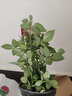 迷你玫瑰花苗盆栽室內(nèi)花卉植物微型小月季多色D7 一盆三色【顏色隨機】 不含盆 曬單實拍圖
