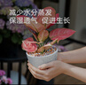 史丹利大號陶粒墊底養花專(zhuān)用花盆鋪面多肉花卉種花陶土顆粒園藝陶粒土5L 曬單實(shí)拍圖