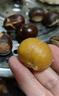 蔬果哆 【25新】河北唐山遷西縣特產(chǎn) 板栗 新鮮 生板栗 栗子 1.5kg 三斤 曬單實(shí)拍圖