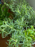 壽禾 迷迭香苗綠植盆栽匍匐新鮮食用香草苗秋冬季室內四季盆栽植物 迷迭香小苗 20棵（7-20cm） 曬單實(shí)拍圖