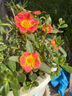 闊寬葉單瓣太陽(yáng)花枝條帶花苞耐熱好養(yǎng)活的花卉陽(yáng)臺(tái)庭院15元包郵 寬葉橙紅10枝【帶花苞易成活】 無(wú)根枝條7天左右出根 曬單實(shí)拍圖