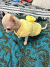 欣記幼貓幼犬衣服小泰迪小狗小體茶杯犬奶狗奶貓1個2個月小貓春秋背心 【空氣棉】可愛雞 XXS-【建議1斤內(nèi)】 曬單實拍圖