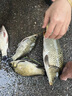 釣哈哈月亮椅釣魚(yú)可升降腿釣椅加寬椅面舒適全地形釣魚(yú)椅漁具用品 月亮椅黑色(含收納包）+三件套 曬單實(shí)拍圖