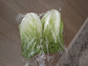 千牛優(yōu)福球生菜500g 新鮮蔬菜沙拉食材煎餅漢堡球形西生菜圓生菜 曬單實拍圖