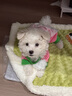 寵萊富狗狗疫苗幼犬疫苗狂犬疫苗幼犬四聯(lián)六聯(lián)狗狗幼犬疫苗狗狗四聯(lián)疫苗六聯(lián)犬瘟細小 幼犬套餐【六聯(lián)*3+狂犬】+1支驅(qū)蟲藥 曬單實拍圖