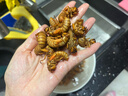 十里饞 知了猴新鮮25年金蟬野生大活體速凍爬叉候龜唐僧肉特產(chǎn)中秋送禮 【甄選】野生精品金蟬100只 曬單實(shí)拍圖
