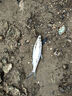 老G白條殺手 水庫河流野釣小白條餐條翹嘴魚(yú)餌濃腥味春季餌料魚(yú)餌 老G白條殺手5包 曬單實(shí)拍圖
