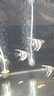 紅背埃及神仙燕魚(yú)圣伊莎貝爾馬納卡普魯神仙魚(yú)燕子魚(yú)熱帶魚(yú)觀(guān)賞魚(yú) 紅背埃及2-3厘米10條 曬單實(shí)拍圖