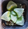 黃金玉露多肉植物金黃色燈芯十二卷高檔肉肉辦公桌室內陽(yáng)臺 西瓜壽+日月潭+冰城+月影壽 曬單實(shí)拍圖