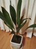 雅卉一葉蘭盆栽四季長(cháng)青室內客廳觀(guān)葉植物綠植盆景一葉蘭室內綠葉 一葉蘭10棵苗 不含盆 曬單實(shí)拍圖