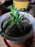 玫絢濃香型四季蘭 金邊矮種 蘭花苗蘭花盆栽陽(yáng)臺 好運來(lái) 5苗連體 曬單實(shí)拍圖